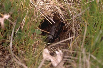 Grillo campestre (Gryllus campestris)