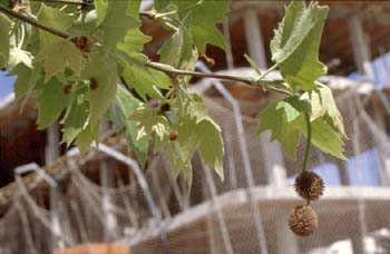 Plátano - Hojas (Platanus orientalis)