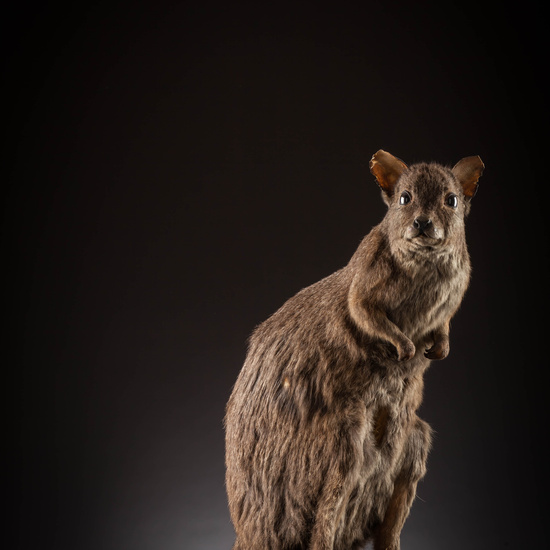 IES_SANISIDRO_MUSEO_Zoolgía_155