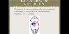 6º naturales la función de nutrición, la circulación sanguínea