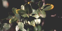 Encina - Hoja (Quercus ilex)