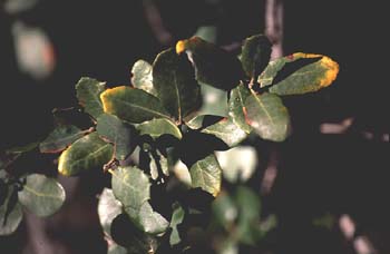 Encina - Hoja (Quercus ilex)