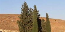 Ciprés - Porte (Cupressus sempervivens)