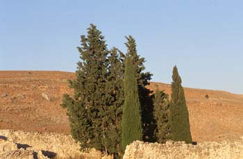 Ciprés - Porte (Cupressus sempervivens)