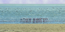Flamencos en la Bahía de Walvis, Namibia