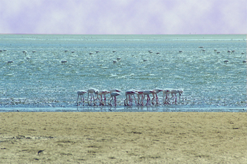 Flamencos en la Bahía de Walvis, Namibia