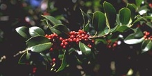 Acebo - Fruto (Ilex aquifolium)