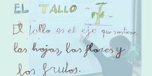 El tallo. Marco 2º A