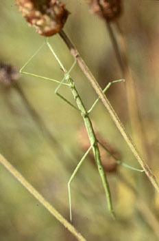 Insecto palo (Bacillus rossius)