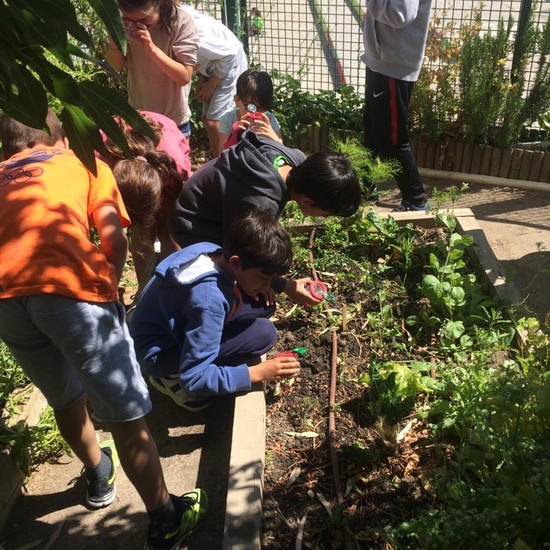 2019_06_11_4º observa insectos en el huerto_CEIP FDLR_Las Rozas 47