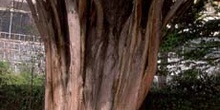 Ciprés -Tronco (Cupressus sempervivens)
