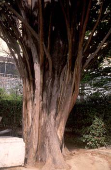 Ciprés -Tronco (Cupressus sempervivens)