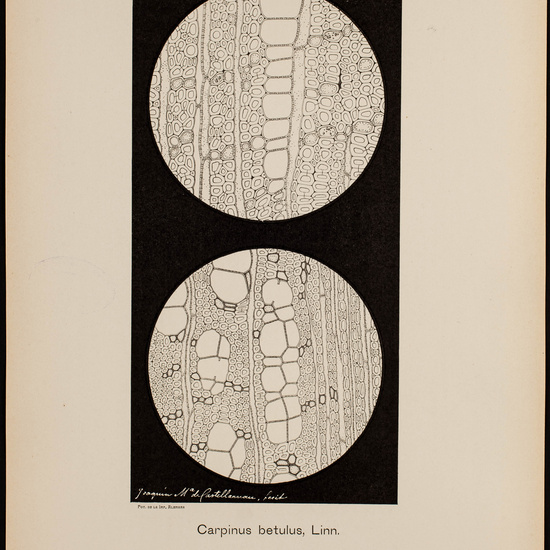 IES_CARDENALCISNEROS_BOTÁNICA_II_LÁMINAS_043