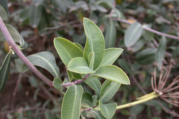 Adelfilla (Bupleurum fruticosum )