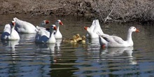 Patos en el Río Cigüela, Ciudad Real, Castilla-La Mancha