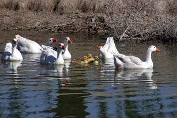 Patos en el Río Cigüela, Ciudad Real, Castilla-La Mancha