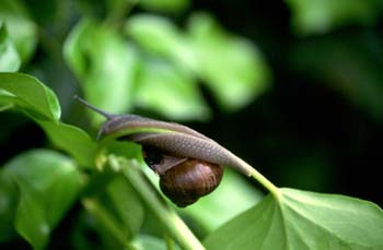 Caracol