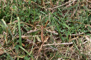 Típula gigante (Tipula maxima)