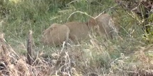 León (Panthera leo. Linnaeus, 1758)