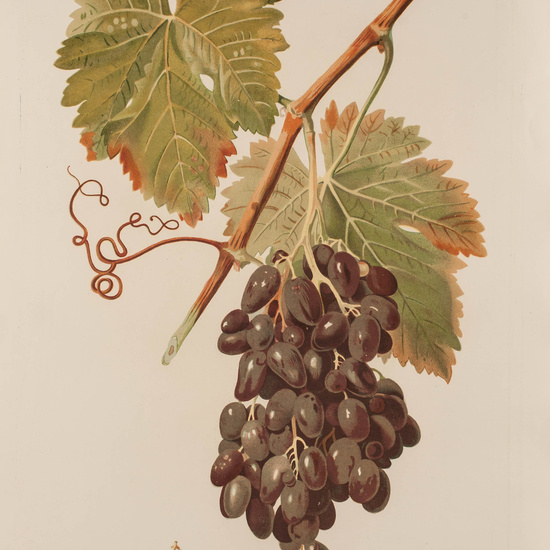 IES_CARDENALCISNEROS_BOTÁNICA_II_LÁMINAS_097