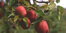 Manzano rojo (Malus x purpurea)