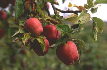 Manzano rojo (Malus x purpurea)