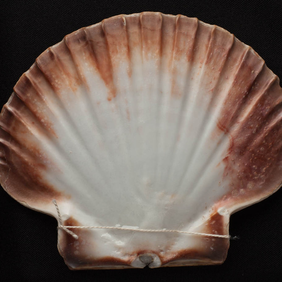 IES_ISABELLACATOLICA_BIOLOGIA_492