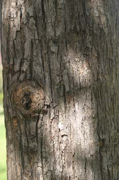 Aligustre - Tronco (Ligustrum sp.)