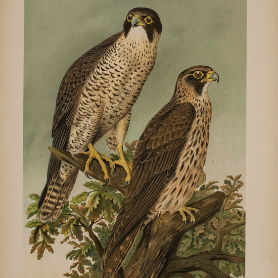 IES_CARDENALCISNEROS_AVES_LAMINAS_165