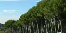 Bosque forestal, Valdilecha, Comunidad de Madrid