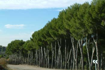 Bosque forestal, Valdilecha, Comunidad de Madrid