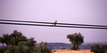 Paloma torcáz (Columba palumbus)