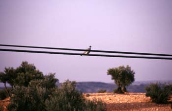 Paloma torcáz (Columba palumbus)