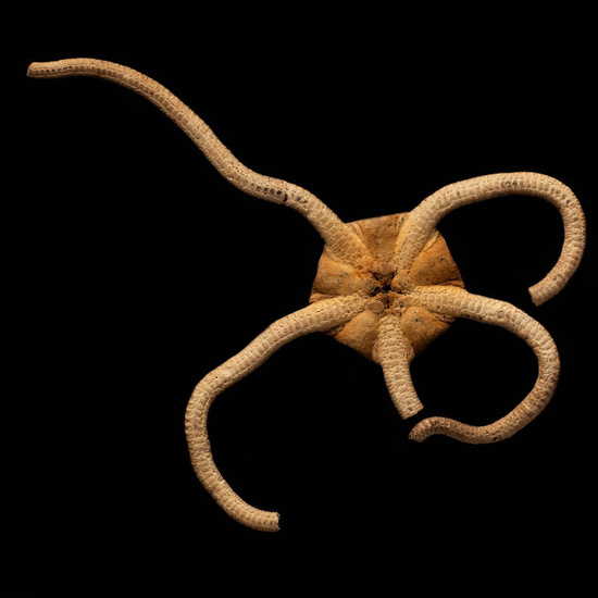 IES_ISABELLACATOLICA_BIOLOGIA_519