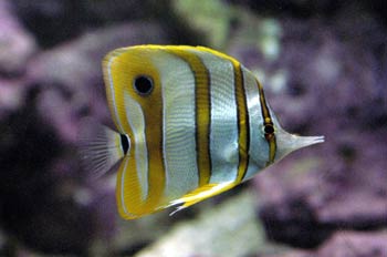 Pez mariposa (Chelmon rostratus)