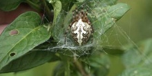 Araña (Aculepeira ceropegia)