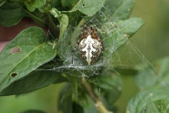 Araña (Aculepeira ceropegia)