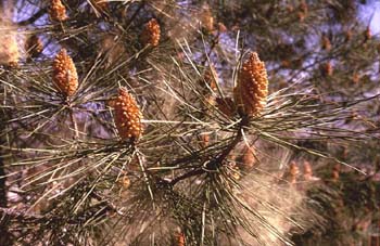 Pino resinero - Flor (Pinus pinaster)