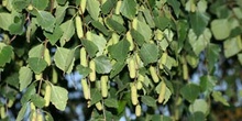 Abedul llorón - Flor Femenina (Betula pendula)