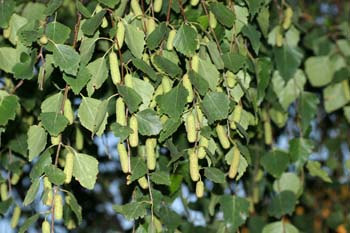 Abedul llorón - Flor Femenina (Betula pendula)