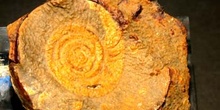 Mimagoniatites bohemicus (Ammonites) Devónico