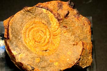 Mimagoniatites bohemicus (Ammonites) Devónico