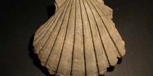 Pecten jacobeus (Bivalvo) Plioceno