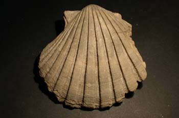 Pecten jacobeus (Bivalvo) Plioceno