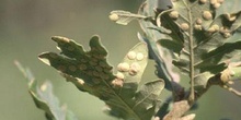 Agalla lenteja de quercus