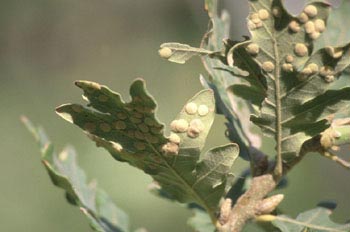 Agalla lenteja de quercus