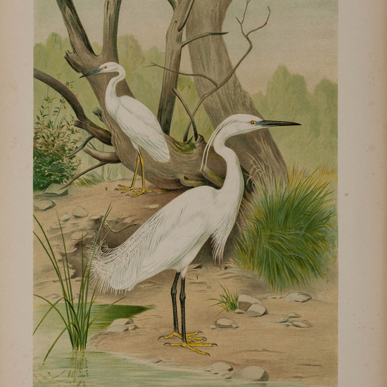 IES_CARDENALCISNEROS_AVES_LAMINAS_235