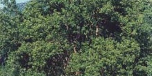 Fresno de hoja estrecha - Porte (Fraxinus angustifolia)