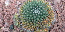 Mammillaria bicornuta