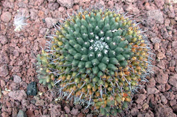 Mammillaria bicornuta